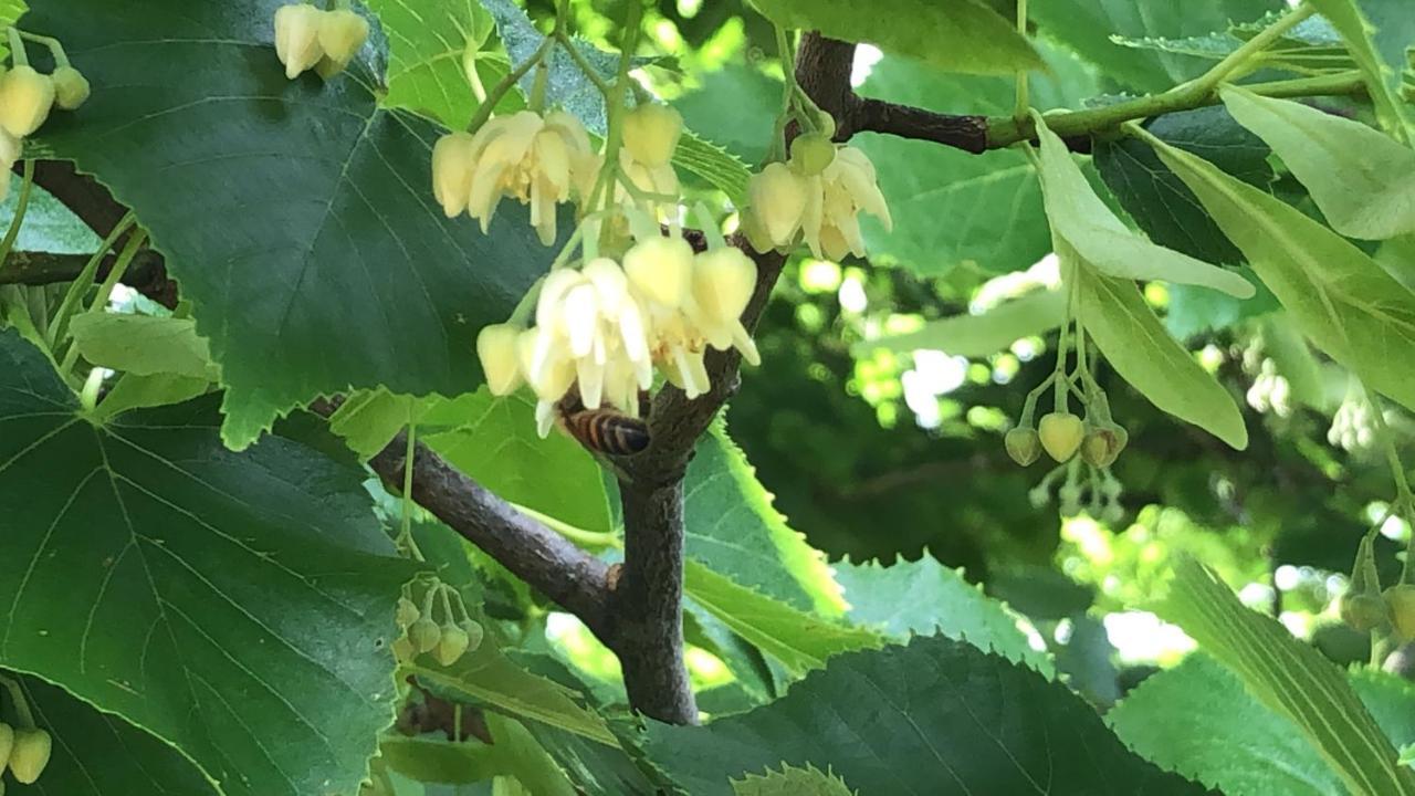 Agriturismo Santa Lorica ساسيتا المظهر الخارجي الصورة